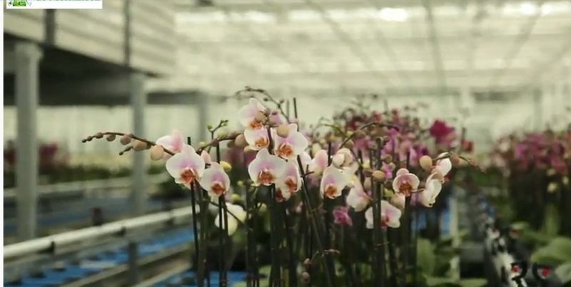 Orchids_02