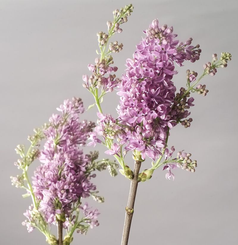 Lilas mauve