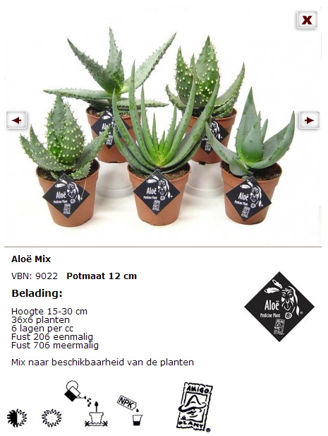 Aloe-plante_mixtes