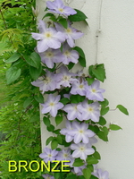 A_Clematis SuccessLavender