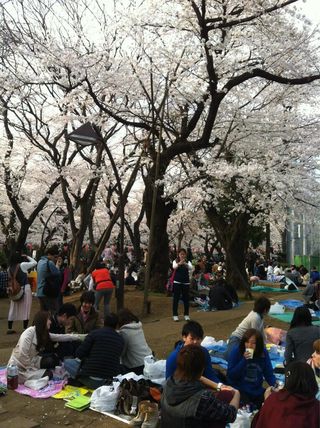 Hanami-2013_Karyn-Poupee