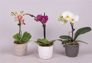 Phalaenopsis-minis