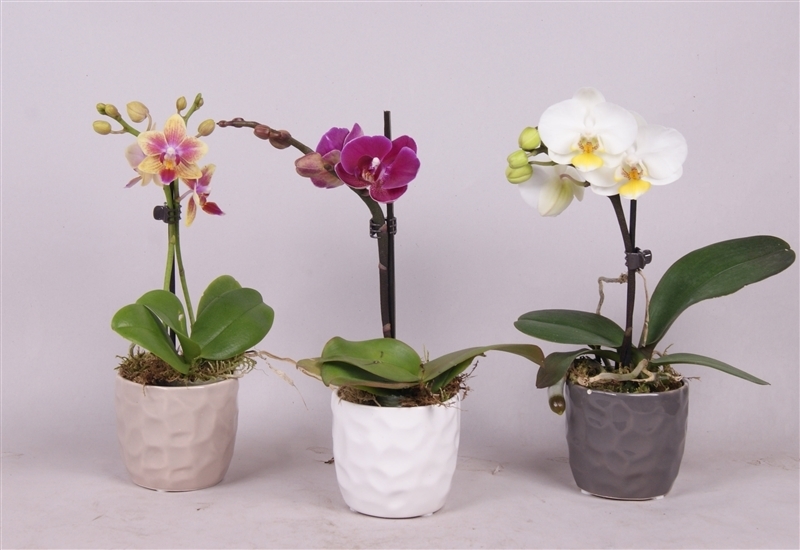 Phalaenopsis-minis