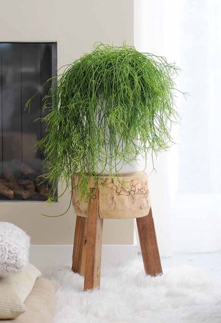 Rhipsalis3