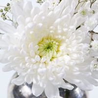 Chrysantheme-amira