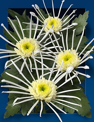 Chrysantheme-vesuvio-green-01-m