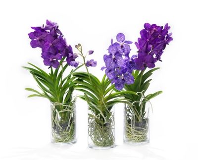 L'Orchidée Vanda la plus belle des orchidées - Le pouvoir des fleurs