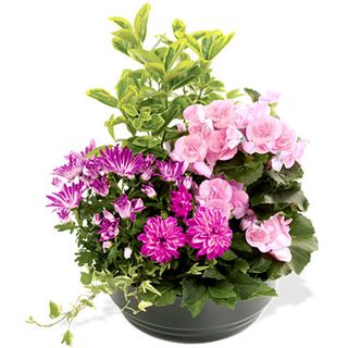 Interflora_coupe-de-plantes