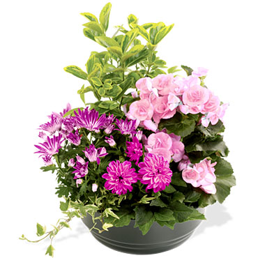 Interflora_coupe-de-plantes