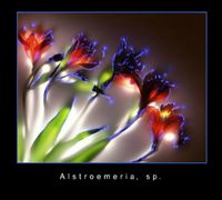 Kirlian-alstromeria