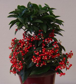 Ardisia-crenata