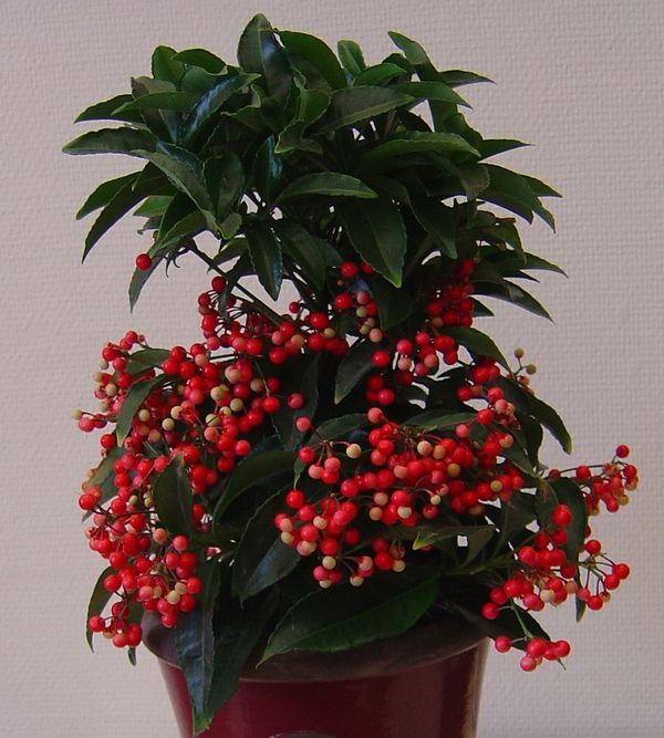 Ardisia Cr nata 4 conseils pour le conserver chez vous 