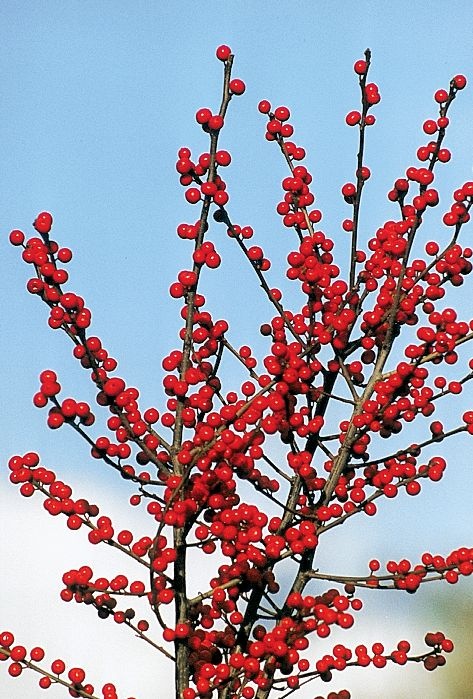 Ilex verticillata_03