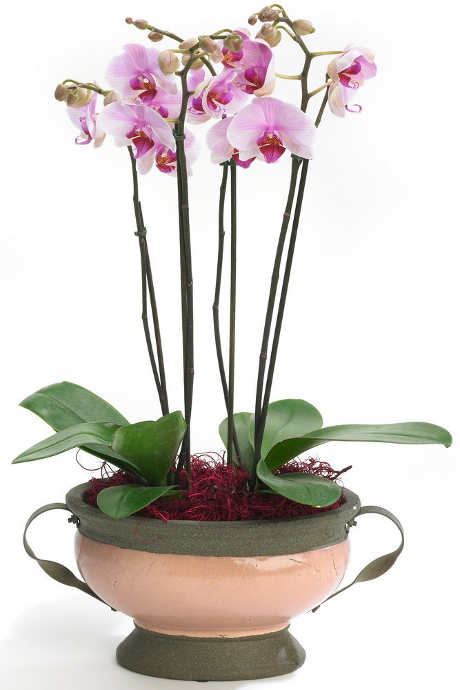 Phalaenopsis