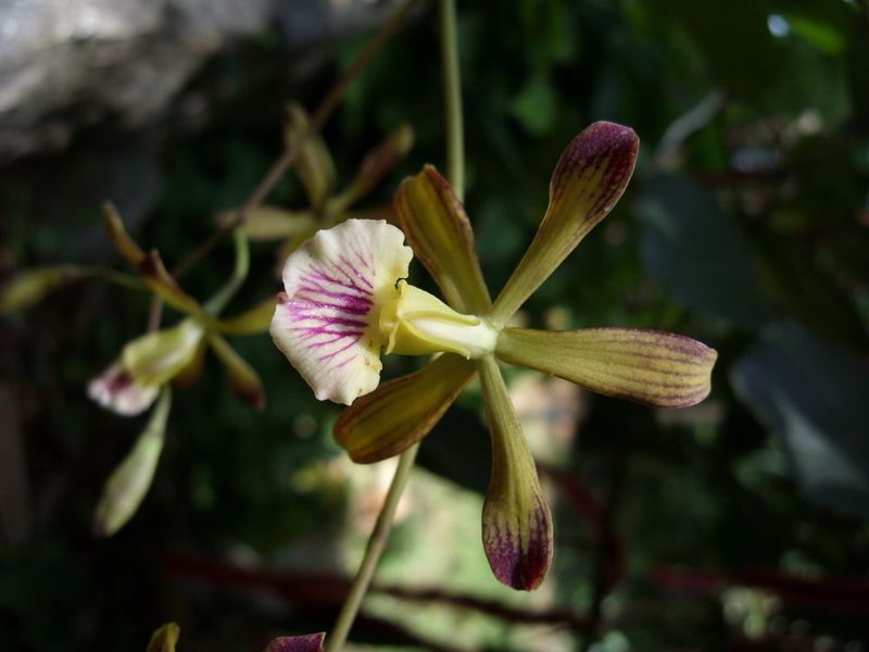 Orchidée-encyclia-navarrois
