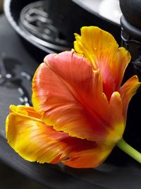 Tulipe_013