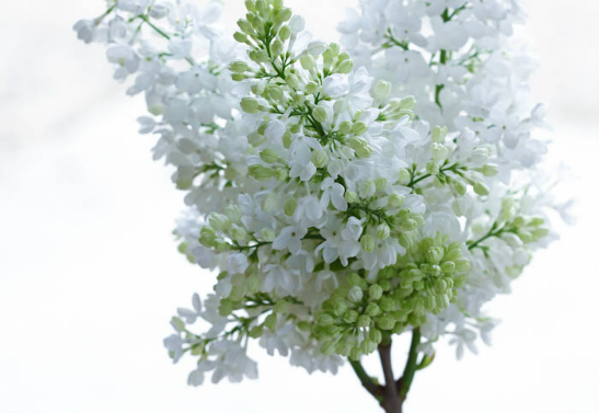 Lilas blanc