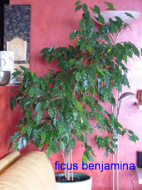 Ficus-benjalmina