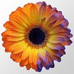 Fleur-electric