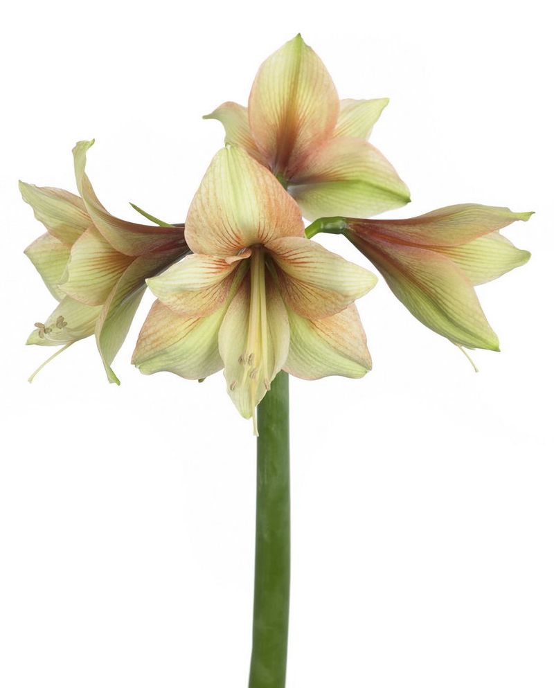 Amaryllis_05