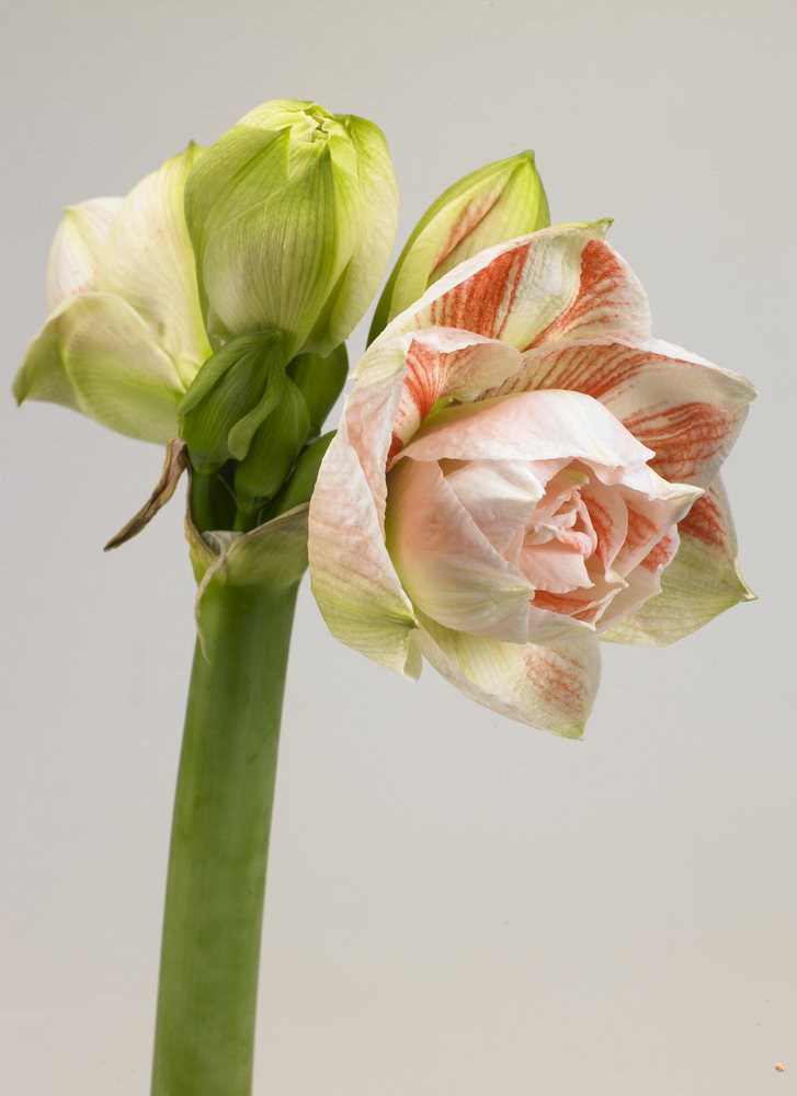 Amaryllis_03