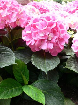 Hortensia_macrophylla