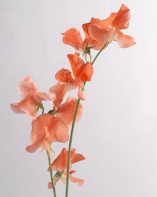 Lathyrus_03