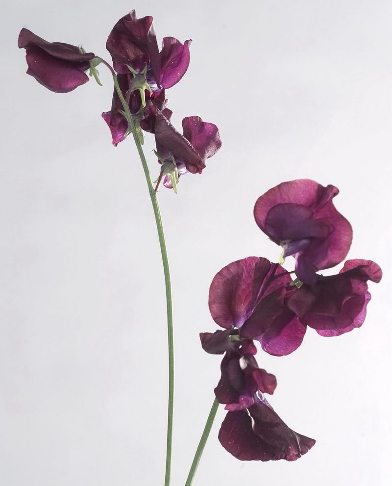 Lathyrus_01