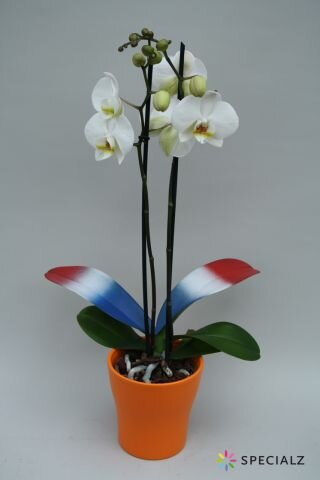 Phalaeno tricolore