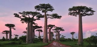Plus_beaux_arbres_du_monde_madagascar_baobab