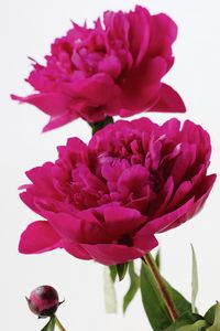 4 Conseils Pour Conserver Vos Pivoines Le Pouvoir Des Fleurs