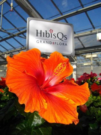 Hibiscus-grandiflora_01