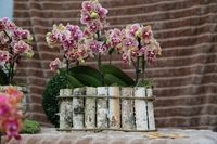 Phalaenopsis_01