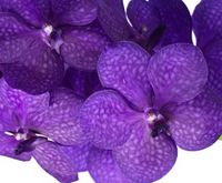 Vanda-tayanee