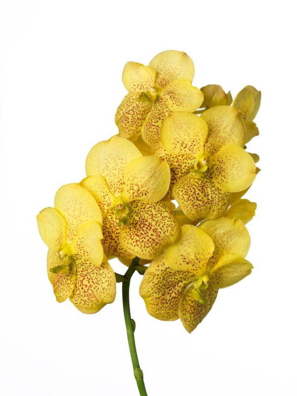 La star de la fête des Mères, l'Orchidée Vanda - Le pouvoir des fleurs