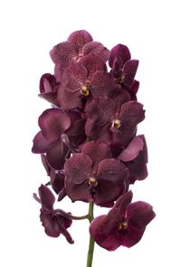 Vanda-sumathi