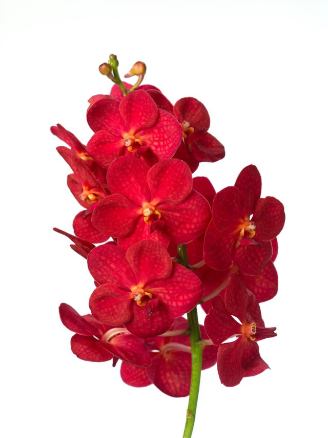 Vanda-natcha-red