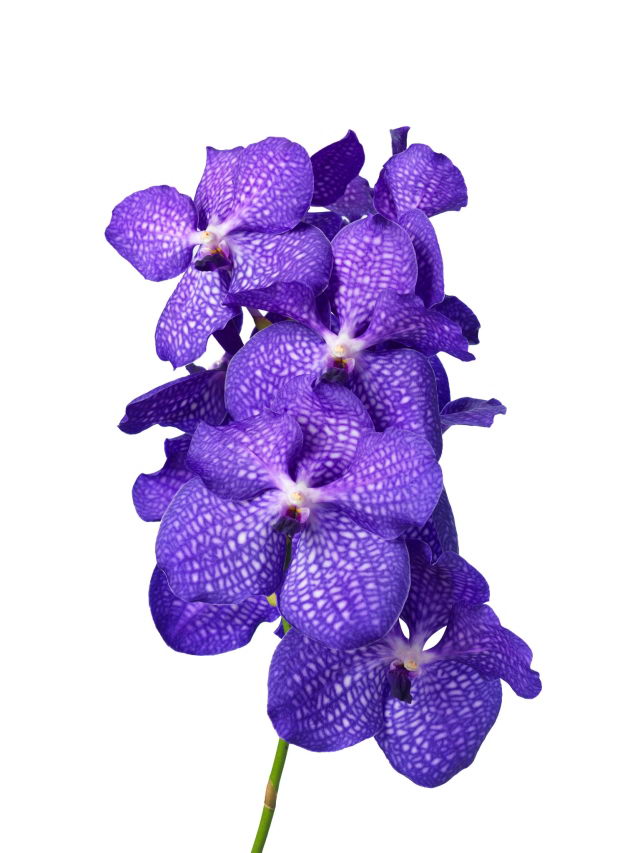 Vanda-kanchara-magic_blue