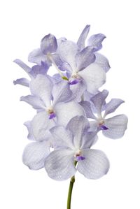 Vanda-kanchara-lavande