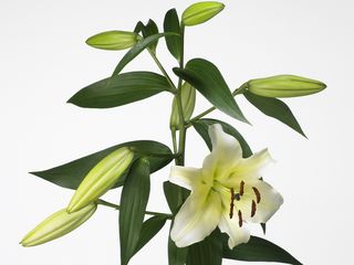 Lys-oriental Lys-oriental