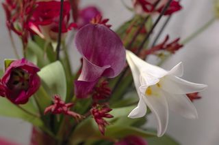 Lys-longiflorum-02 Lys-longiflorum-02