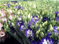 Hortisud-lisianthus_02