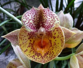Orchidée-catasetum_02