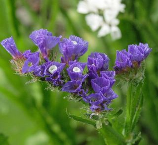 Statice-limonium-sinuatum-pacific