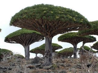 Plus_beaux_arbres_du_monde_yemen_socotra_island_dragon_blood