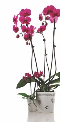 Orchid-maman-pochoir_06