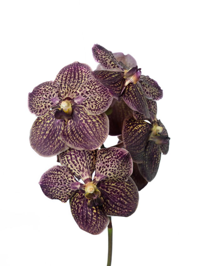 Vanda-sunandra_chocolat