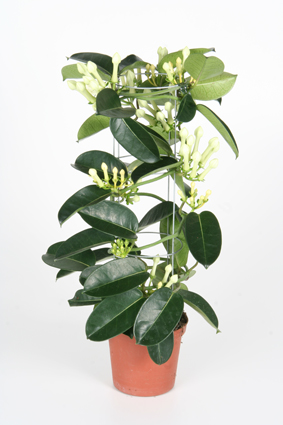 Stephanotis-Tower-105cm