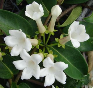 Stephanotis