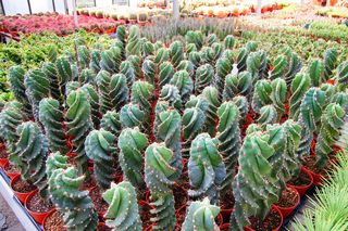 Cereus-forbesi-spiralis-culture